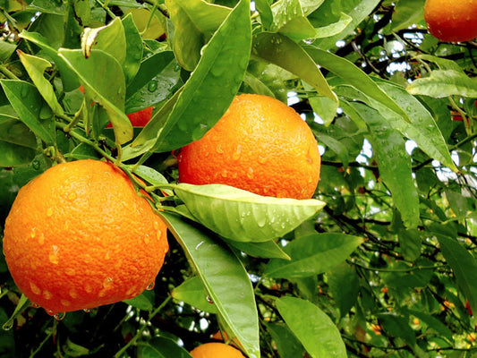 4: Fresh oranges by the 1/2 kilo